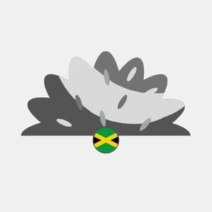 Jamaica natural grass Reseller