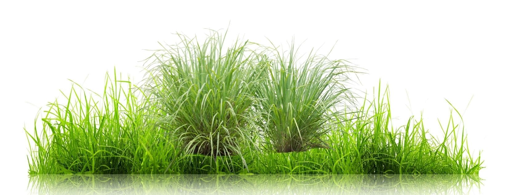 GrassWorld