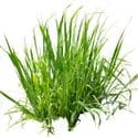 GrassWorld